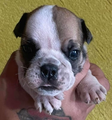 Les chiots de Bulldog Anglais