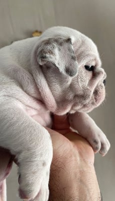 Les chiots de Bulldog Anglais