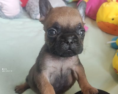 Les chiots de Bouledogue français