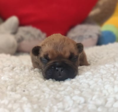 Les chiots de Bouledogue français