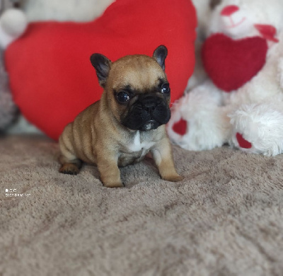 Les chiots de Bouledogue français