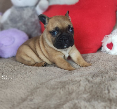 Les chiots de Bouledogue français