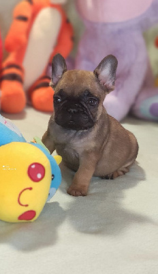 Les chiots de Bouledogue français