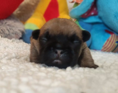 Les chiots de Bouledogue français