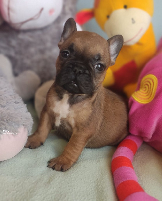 Les chiots de Bouledogue français