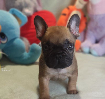 Les chiots de Bouledogue français