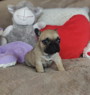 Les chiots de Bouledogue français