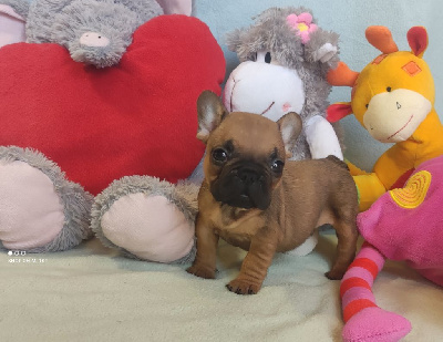 Les chiots de Bouledogue français