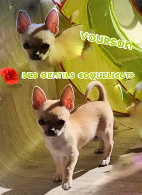 Les chiots de Chihuahua