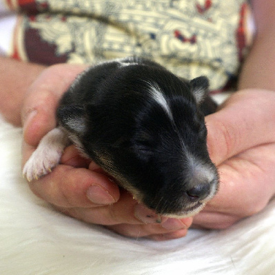 Les chiots de Shetland Sheepdog