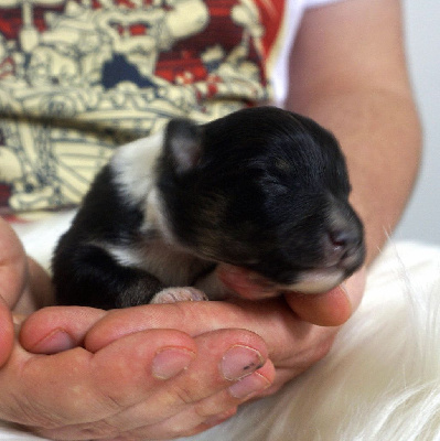 Les chiots de Shetland Sheepdog