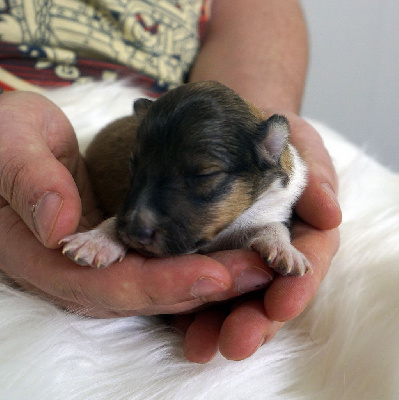 Les chiots de Shetland Sheepdog