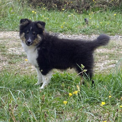 Les chiots de Shetland Sheepdog