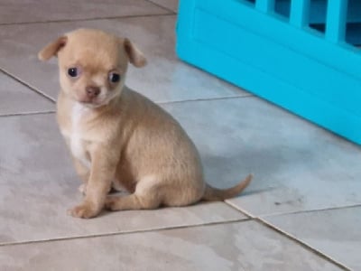 Les chiots de Chihuahua