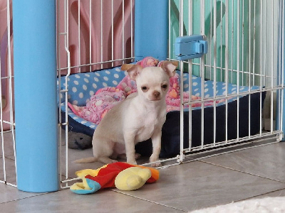 Les chiots de Chihuahua