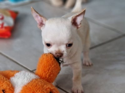 Les chiots de Chihuahua