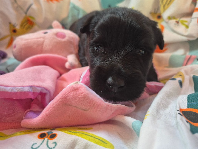 Les chiots de Scottish Terrier