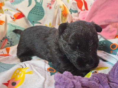 Les chiots de Scottish Terrier