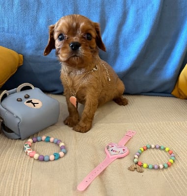 Les chiots de Cavalier King Charles Spaniel