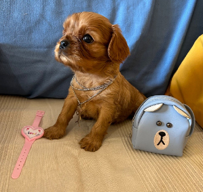 Les chiots de Cavalier King Charles Spaniel