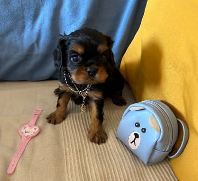 Les chiots de Cavalier King Charles Spaniel