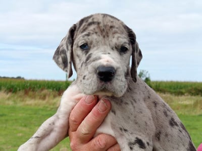 Les chiots de Dogue allemand