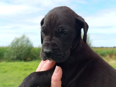 Les chiots de Dogue allemand