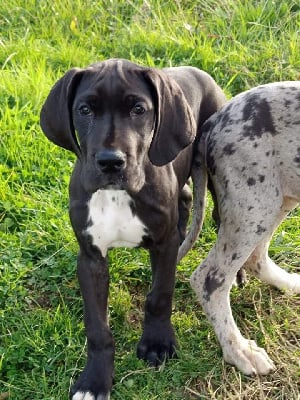 Les chiots de Dogue allemand