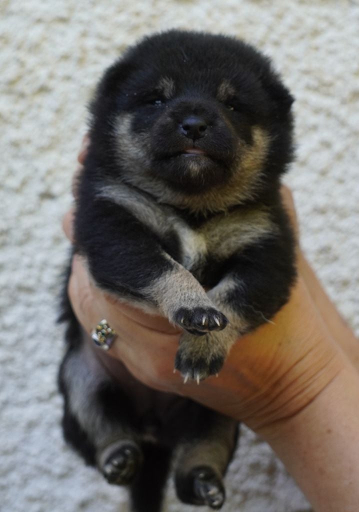 CHIOT - Shiba