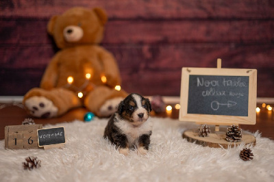 Les chiots de Berger Américain Miniature 