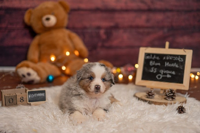 Les chiots de Berger Australien