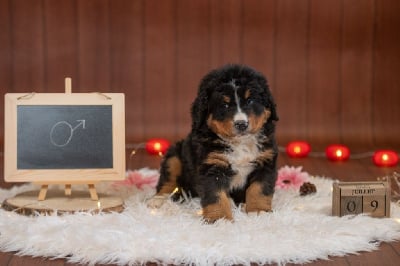 Les chiots de Bouvier Bernois