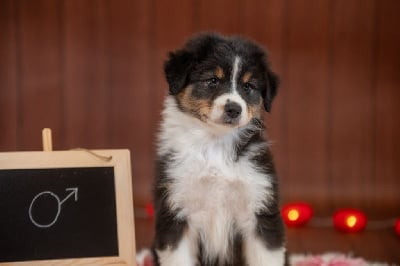 Les chiots de Berger Australien