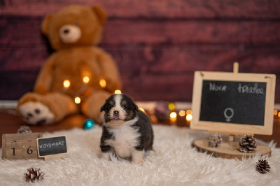 Les chiots de Berger Américain Miniature 