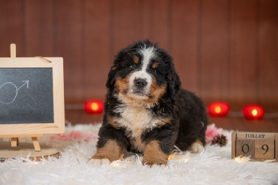 Les chiots de Bouvier Bernois