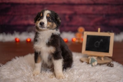 Les chiots de Berger Australien