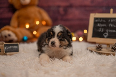 Les chiots de Berger Australien