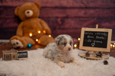 Les chiots de Berger Australien