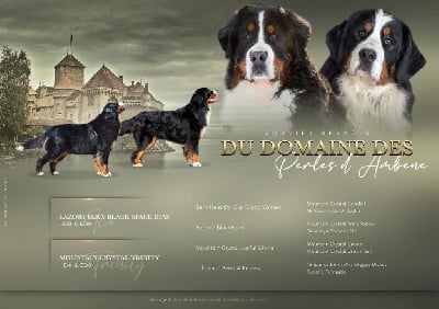 Les chiots de Bouvier Bernois