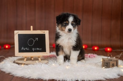 Les chiots de Berger Australien