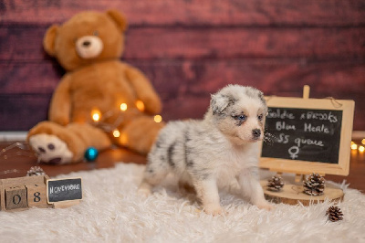 Les chiots de Berger Australien