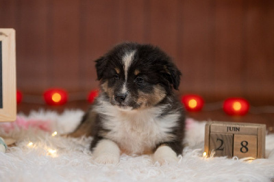 Les chiots de Berger Australien