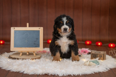 Les chiots de Bouvier Bernois