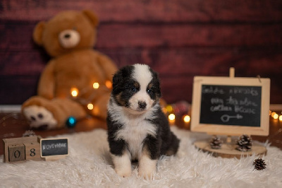 Les chiots de Berger Australien