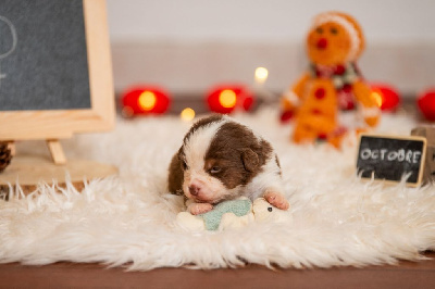 Les chiots de Berger Américain Miniature 