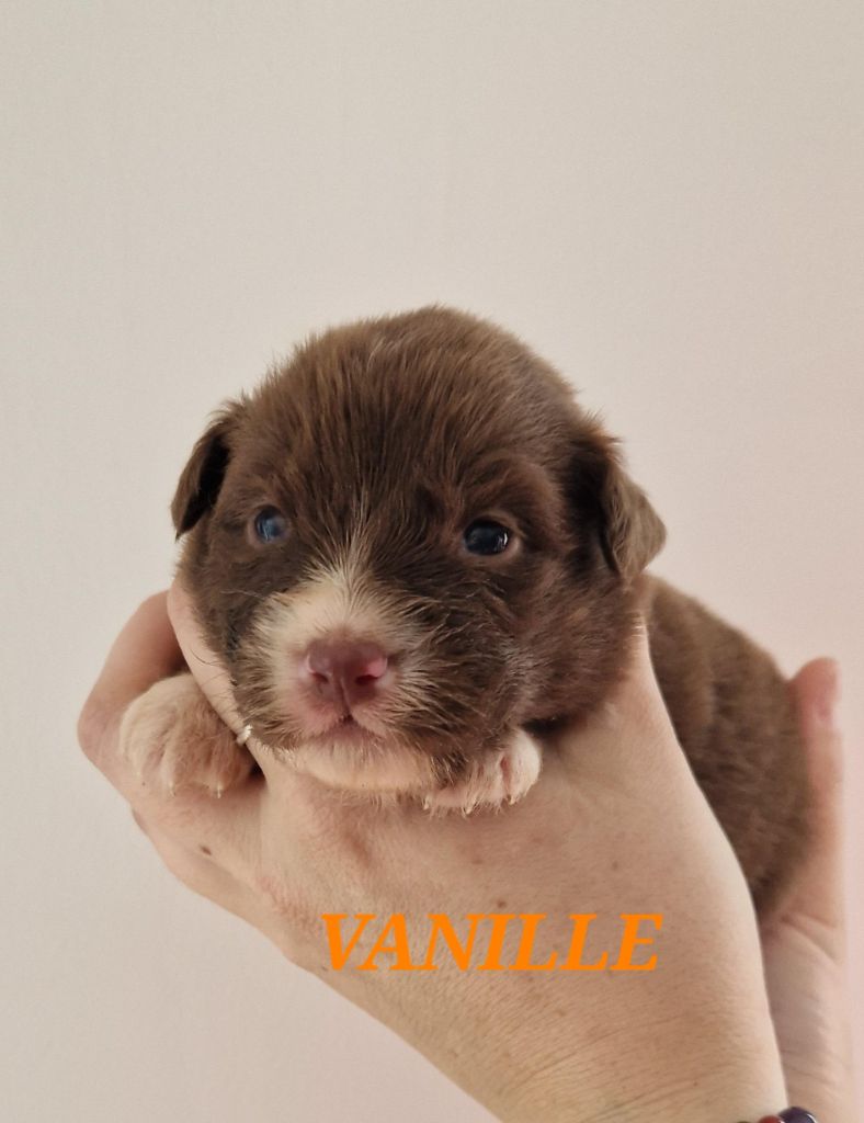 vanille - Berger Australien