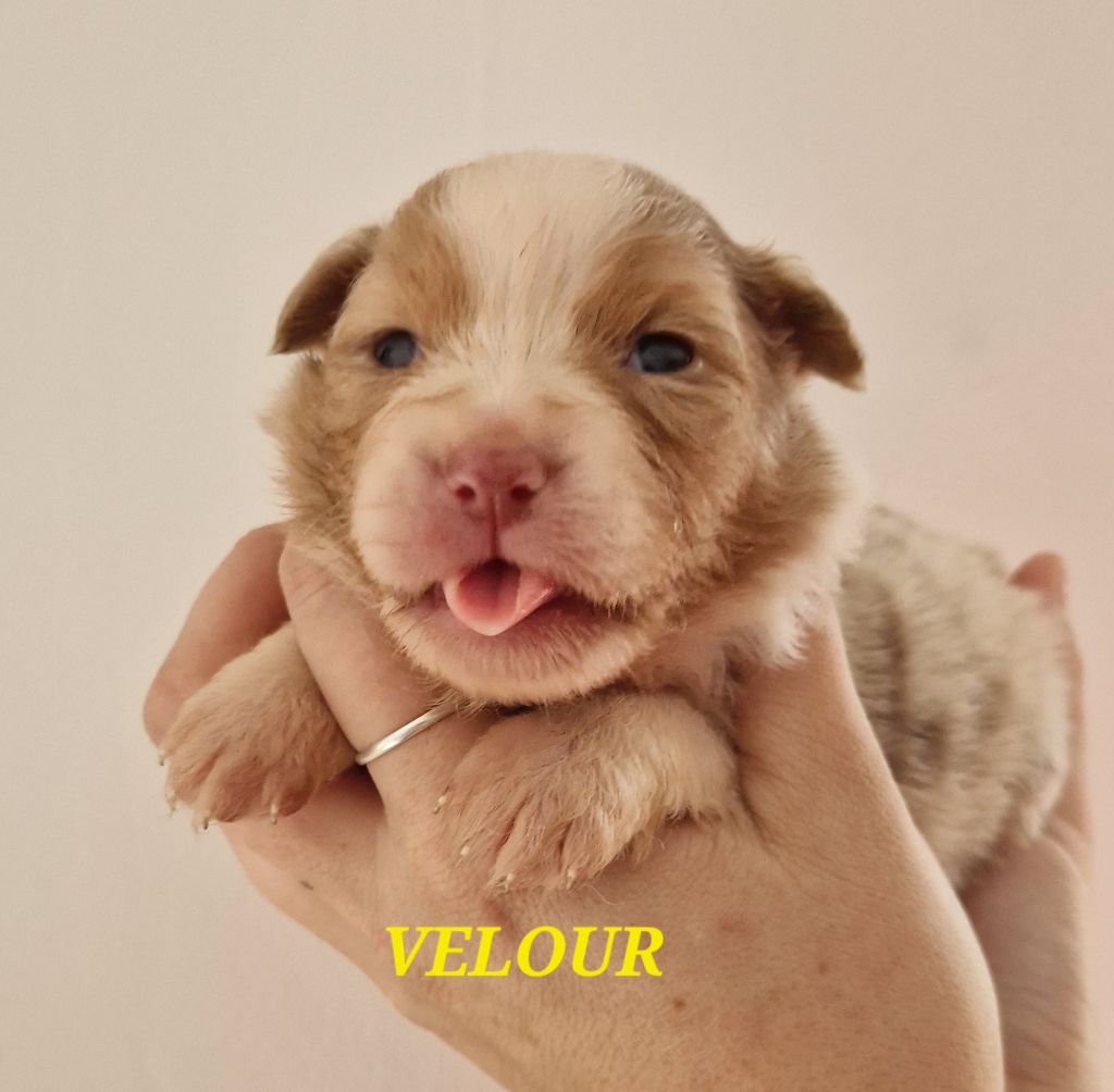 Velour - Berger Australien