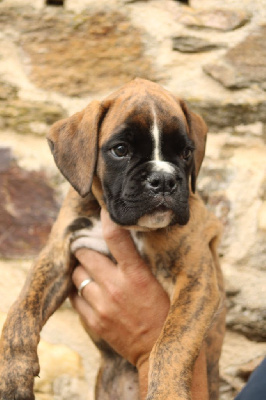 Les chiots de Boxer