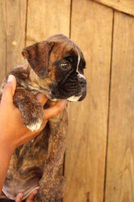 Les chiots de Boxer