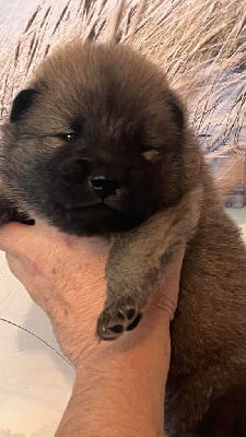 Les chiots de Eurasier